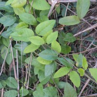 Ceropegia candelabrum var. biflora (L.) Ansari